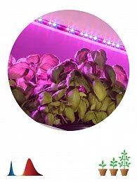Светодиодная лента для растений ЭРА FITO-Strip Light-RB-2m красно-синего спектра, 2 м, IP65 с адаптером 12V в комплекте